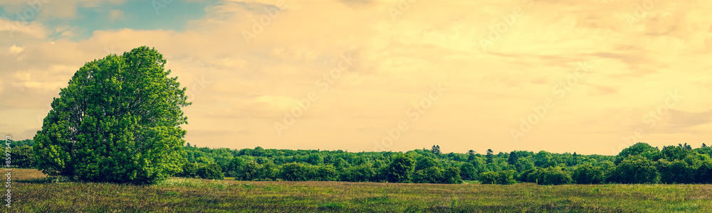 Fototapeta premium Panorama landscape with a tree
