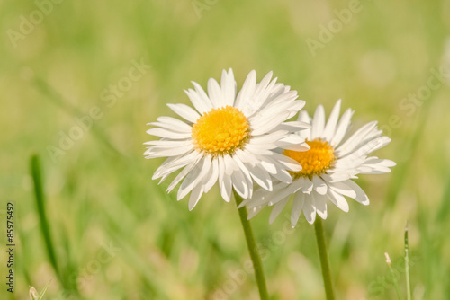 Marguerites on a green background