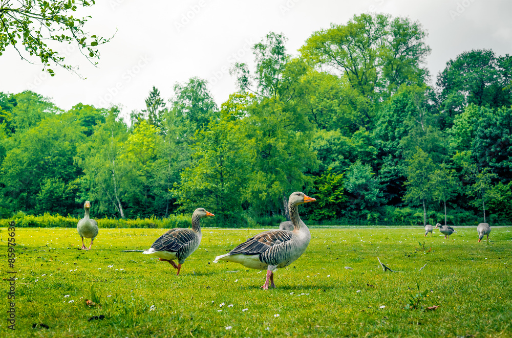 Fototapeta premium Geese standing in a park