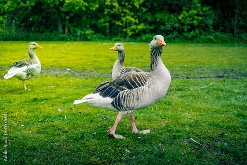 Grey geese on a green lawn © Polarpx