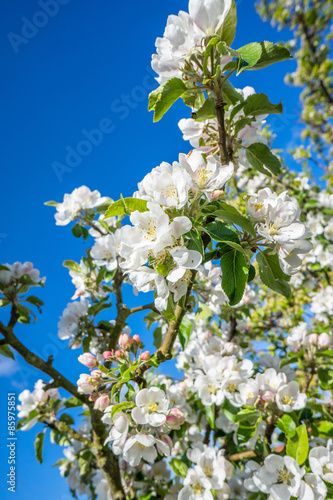 Flowers on a cherry tree