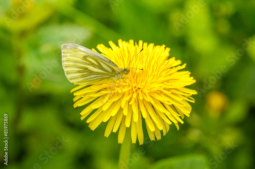 Pieris Rapae on a danedelion photo