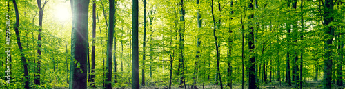 Fotografia Beech forest panorama landscape