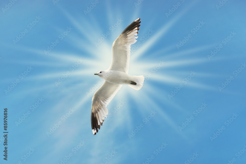 Obraz premium Seagull flying under dramatic blue skies