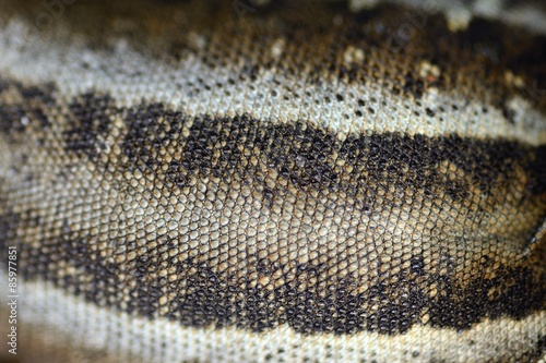 lizard skin texture