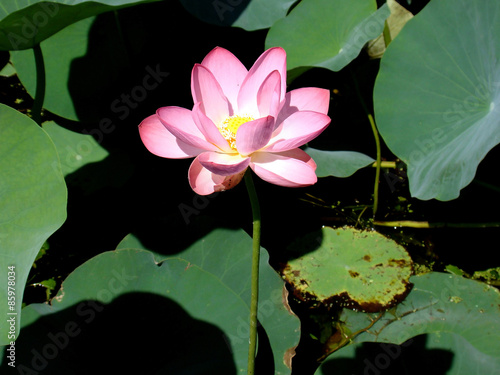 Lotus