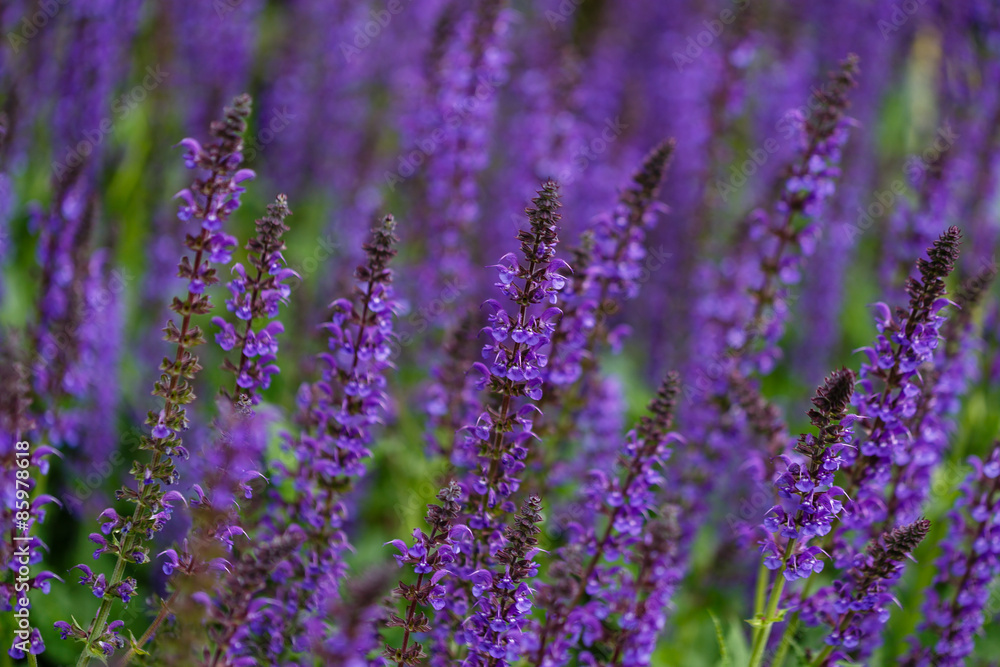 Naklejka premium Salvia Sylvestris Mainacht