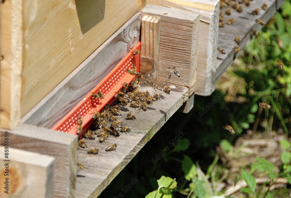 Obraz premium Bienen am Einflugloch