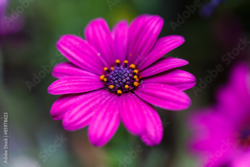 osteospermum ecklonis purple