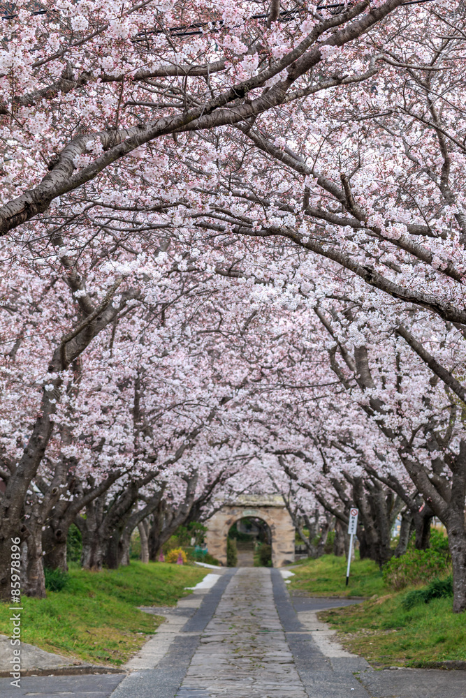 桜のアーチ＠佐賀県武雄市