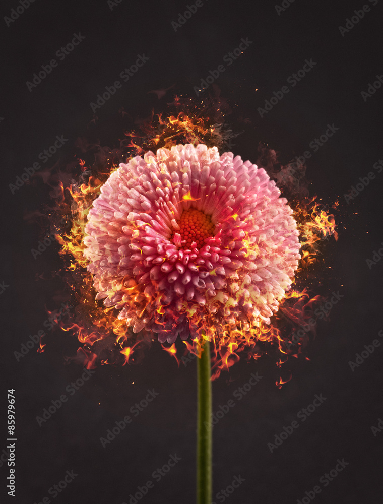 Flower on Fire