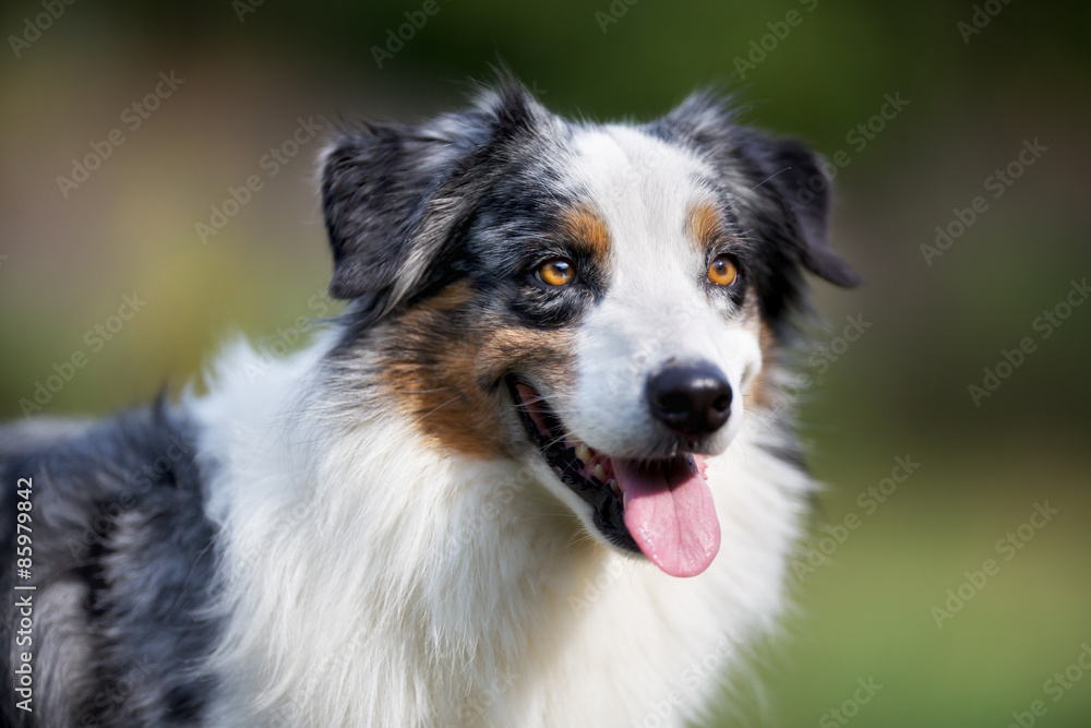Close-up of senior border collie dog