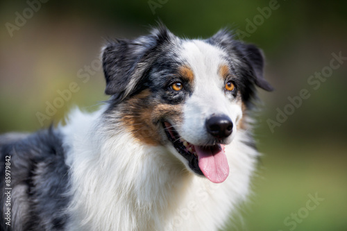 Close-up of senior border collie dog © Mikkel Bigandt