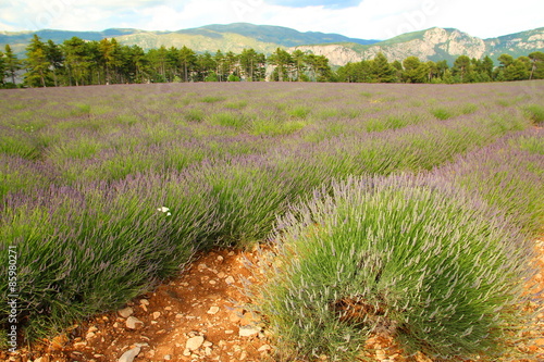 Idyllic Provence landscape