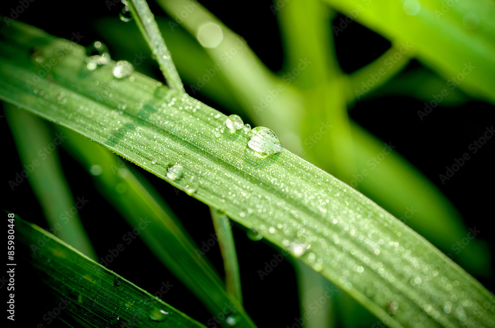 fresh morning dew on spring grass fresh morning dew on spring grass