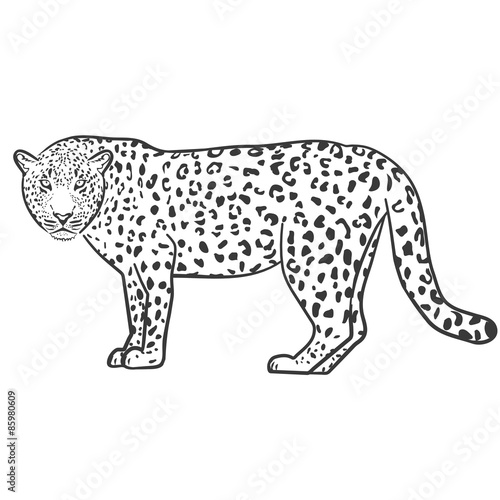 Leopard outline illustration vector