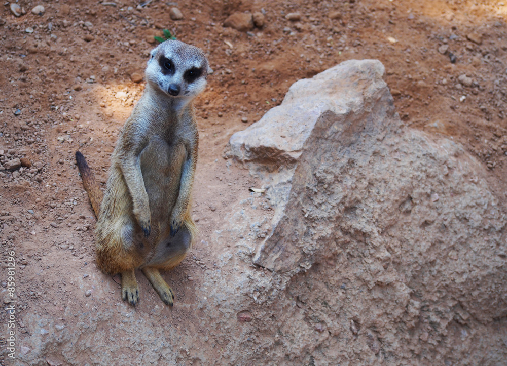 Fototapeta premium Two cute playing meerkats (Suricata suricatta)