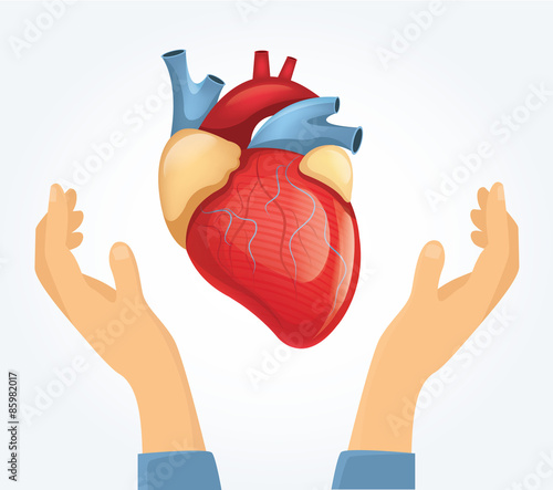 Vector heart in hands. Flat illustration