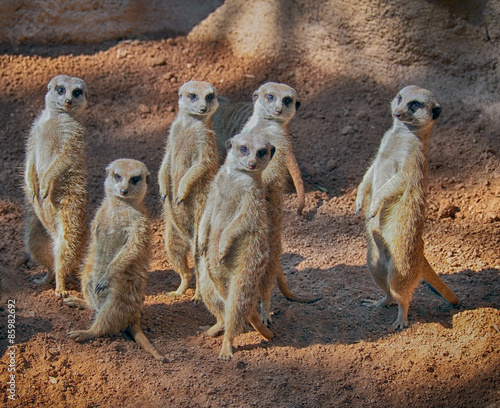 Fotografi Group of cute standing meerkats (Suricata suricatta)