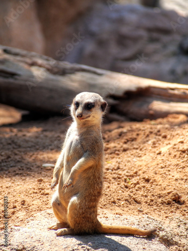 Cute standing meerkat (Suricata suricatta) © spanish_ikebana