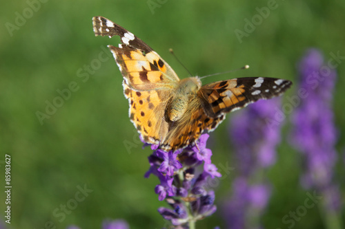 Schmetterling sitzt auf Lavendel © annkathrin_loe