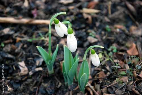 Schneegklöckchen im Frühjahr  photo