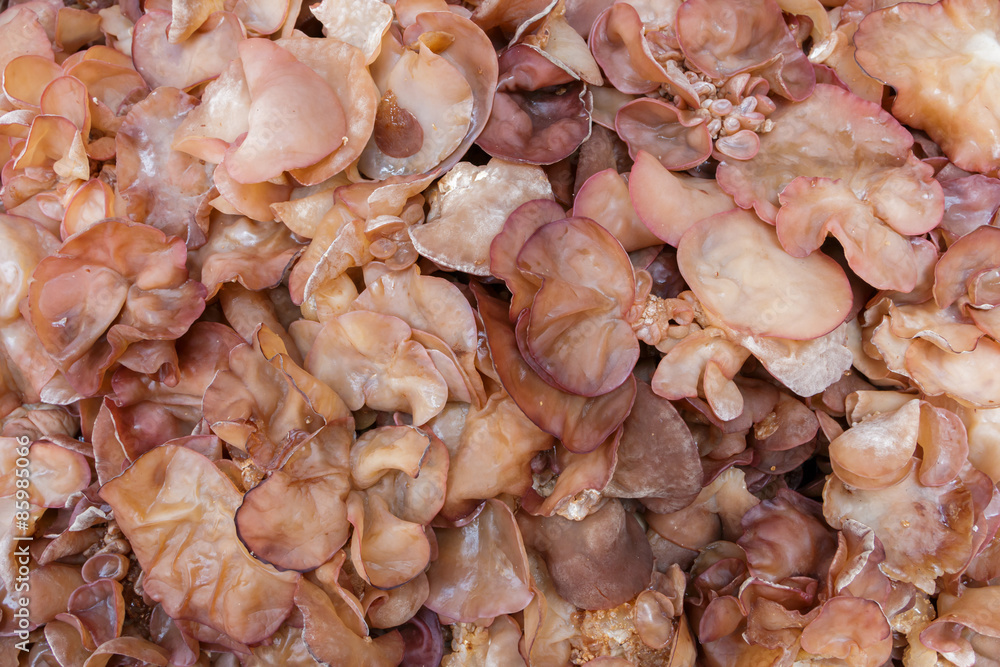 Jew's Ear Mushroom. Jew's Ear Mushroom.