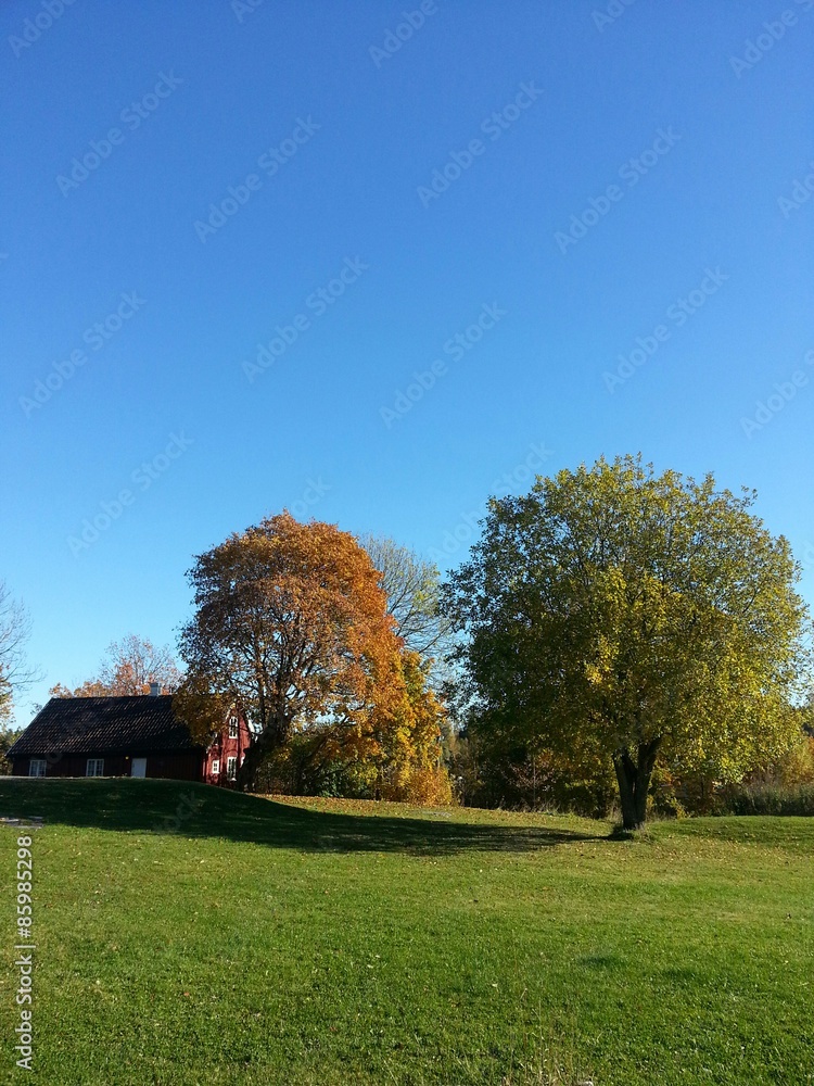 Old house with large trees