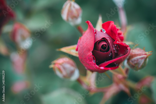Rose with Morning Dew