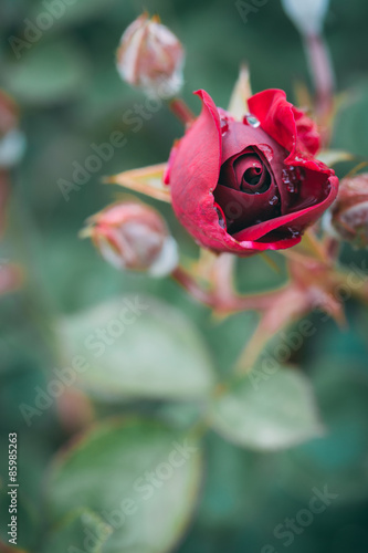 Rose with Morning Dew