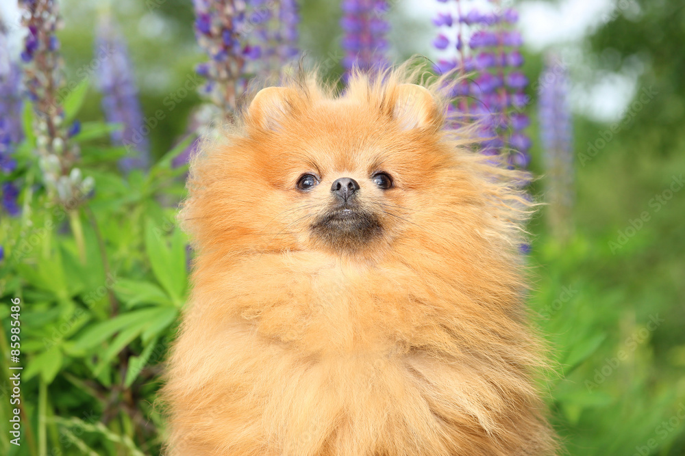 Adorable pomeranian dog looking somewhere up Adorable pomeranian dog looking somewhere up