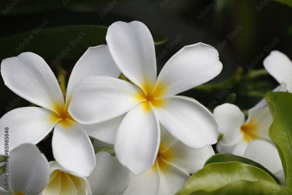 Obraz premium Flowers