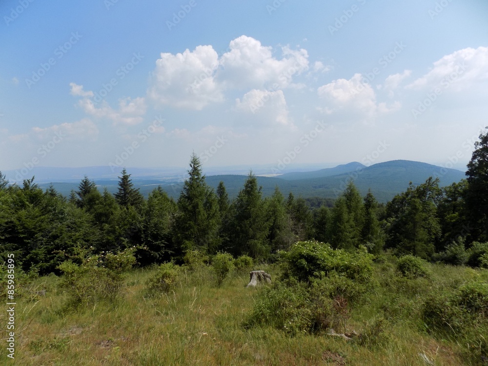 Obraz premium Coniferous forest