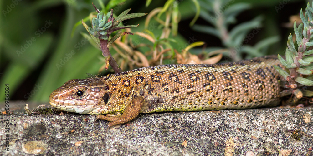 Naklejka premium Eidechse auf der Mauer