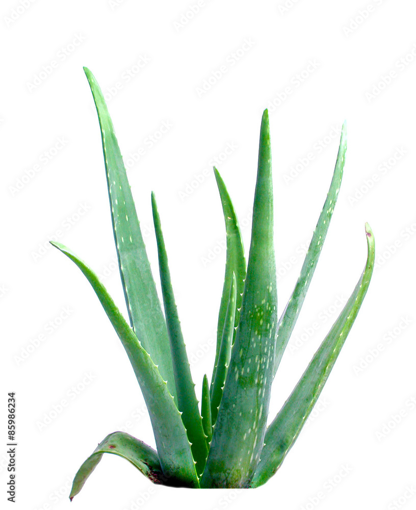 Obraz premium Aloe Vera Pflanze