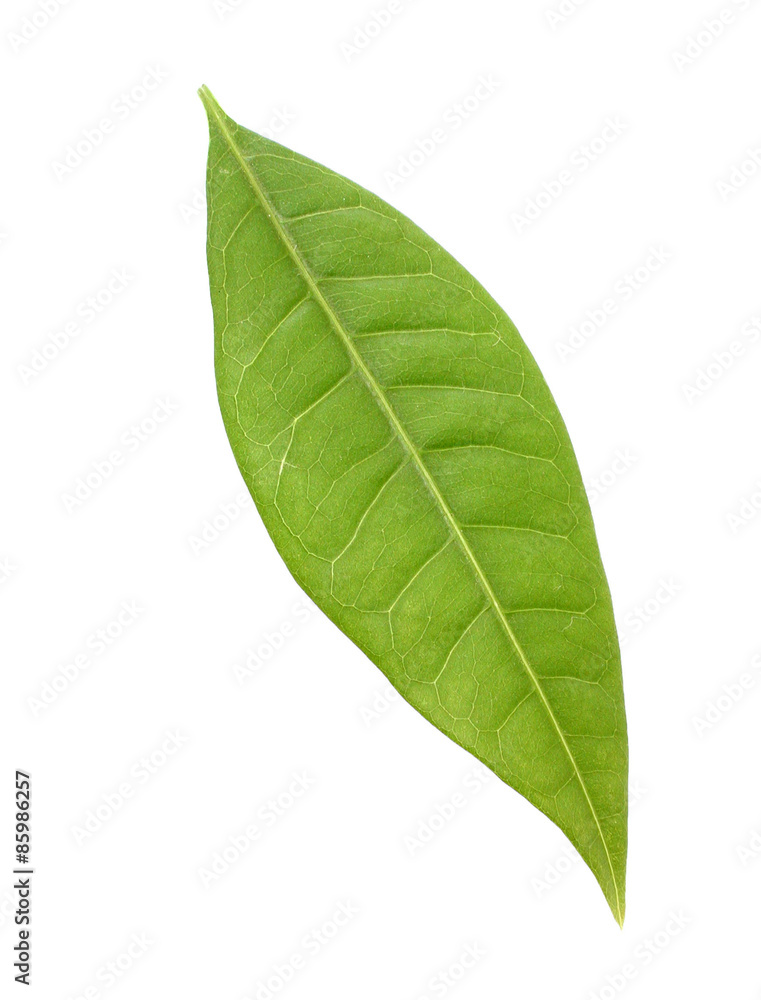Obraz premium grünes Blatt
