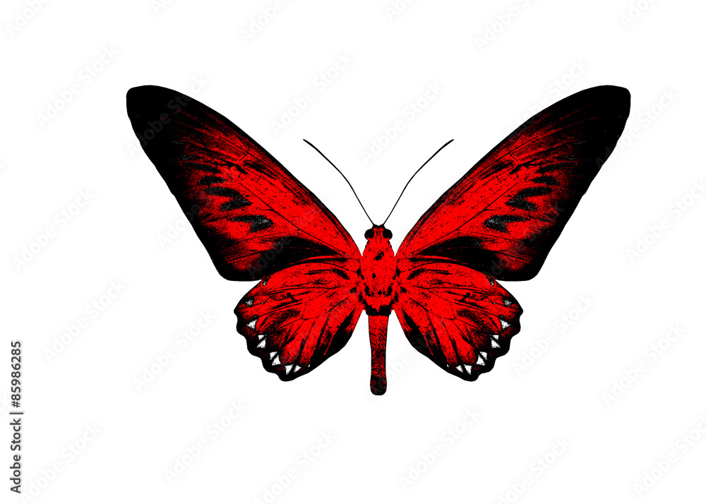 Red butterfly isolated on white background.