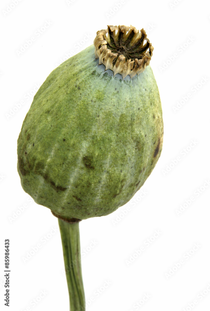 Mohnknolle Mohnknolle