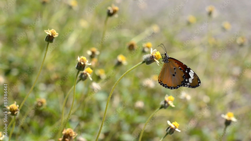 Monarch Butterfly and flowers. Monarch Butterfly and flowers.