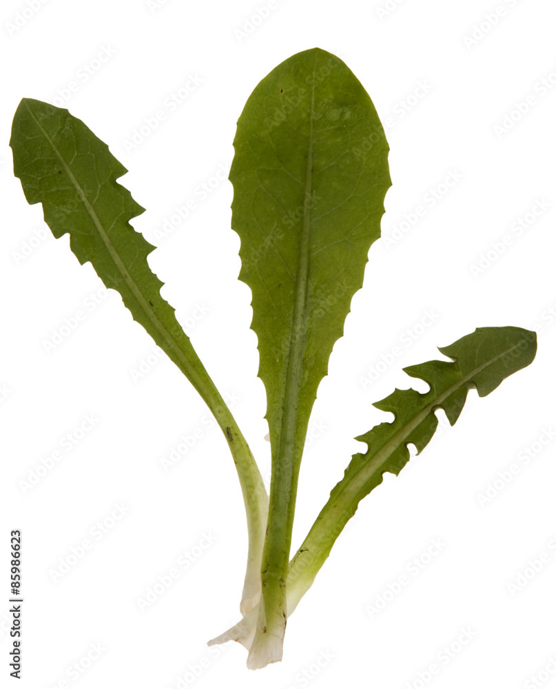 Obraz premium Löwenzahn