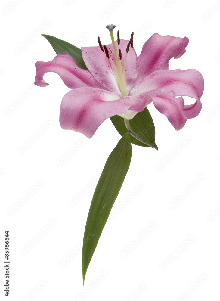 Naklejka premium Lilie
