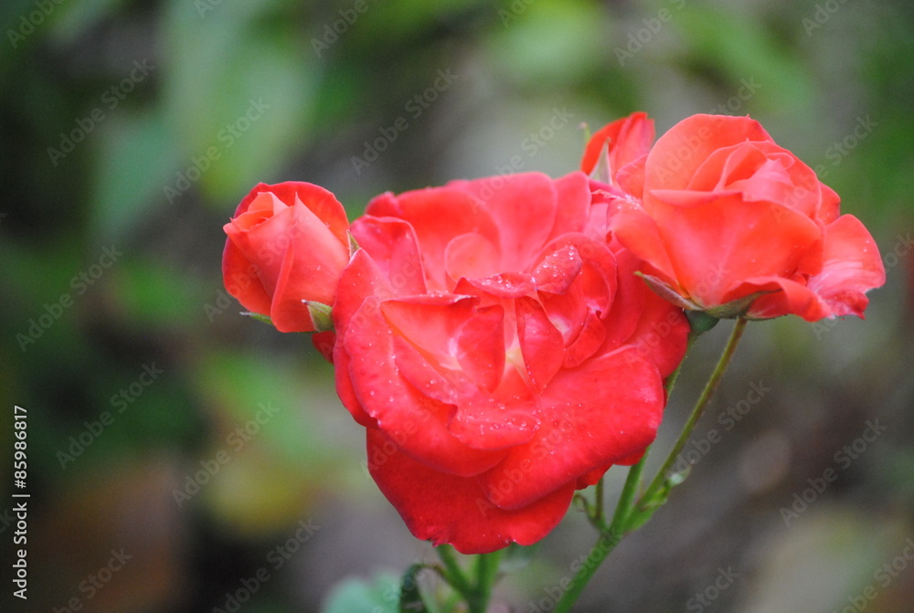 Obraz premium roses