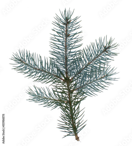 Stechfichte (Picea pungens) auch genannt "Blaufichte"