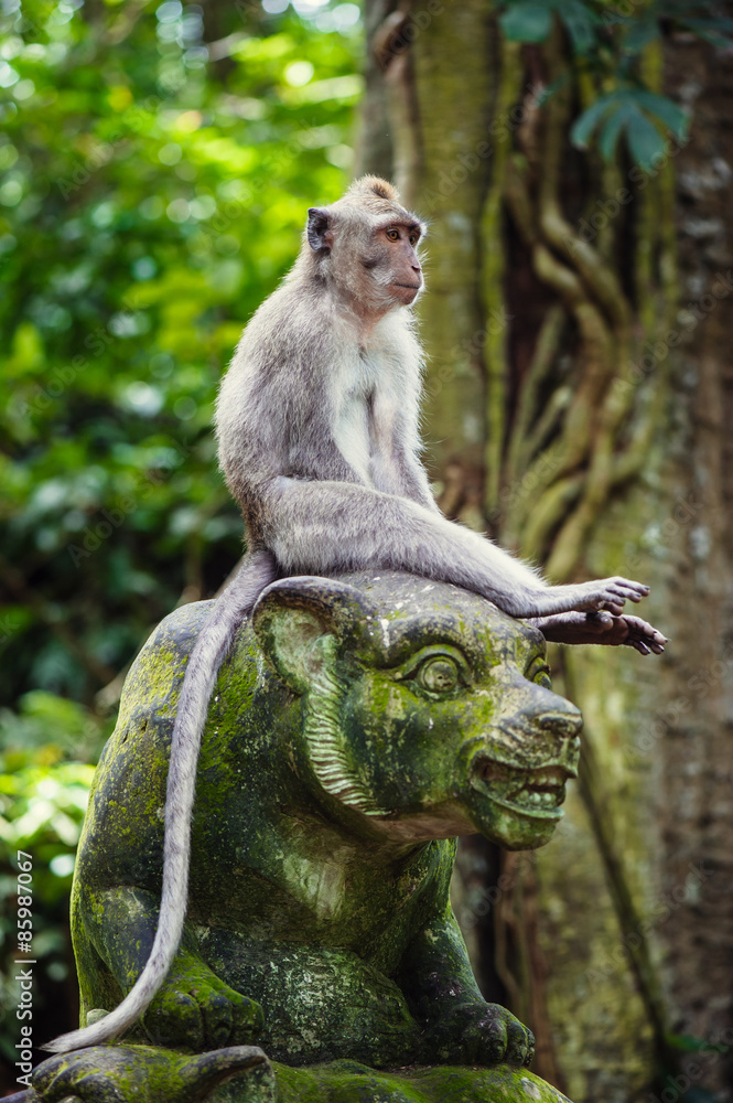 Long-tailed macaques