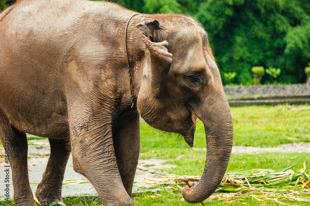 Elephant in Borobudur