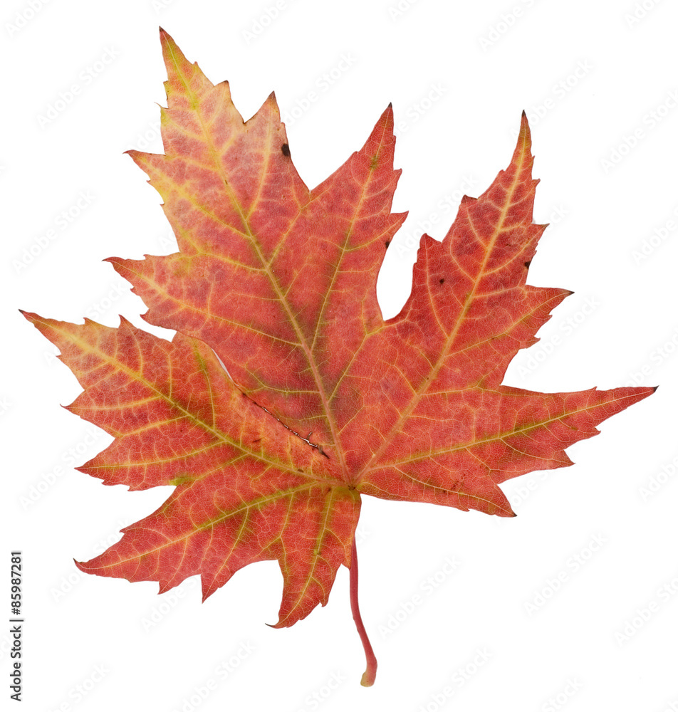 Fototapeta premium herbstliches Laubblatt Ahorn