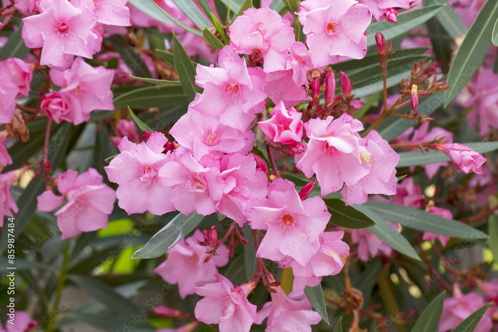 Obraz premium Pink Azalea