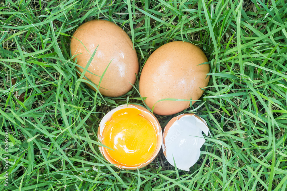 Fresh egg on a grass Fresh egg on a grass