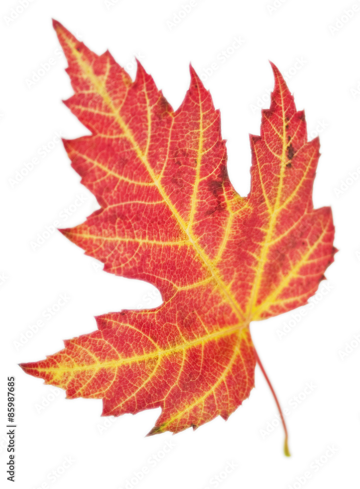 Fototapeta premium herbstlich gefärbtes Blatt eines Ahorn