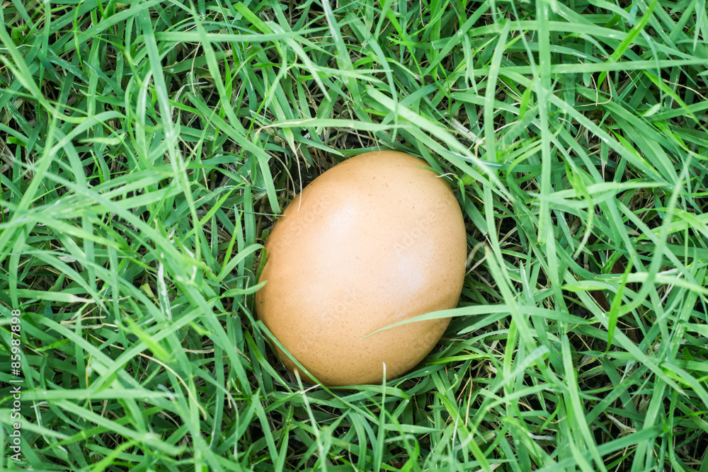 Egg in fresh on grass. Organic food concept. Egg in fresh on grass. Organic food concept.